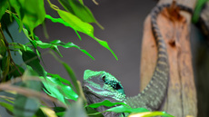 Australische Wasseragame (5).jpg